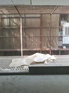 Bedroom Two Image of 4180 Sq.ft 4 BHK Builder Floor for sale in Model Town New Delhi for Rs. 80000000