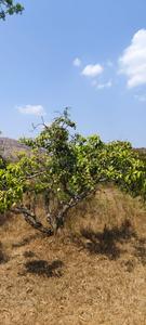 Image of 5989 Sq.ft Residential Plot / Land for sale in Harohalli, Ramnagara, Bengaluru for Rs. 7181411
