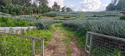 Residential Plot