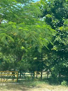 Image of 2350 Sq.ft 5 BHK Independent House for sale in Sector 79, Mohali for Rs. 52500000