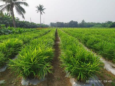 Image of 5000 Sq.ft Residential Plot / Land for sale in Tatibandh, Raipur for Rs. 3375000
