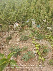 Image of 2400 Sq.ft Residential Plot / Land for sale in Vidyaranyapura, Bengaluru for Rs. 28000000
