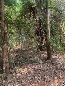 Image of 33000 Sq.ft Residential Plot / Land for sale in Gorai, Mumbai for Rs. 30000000
