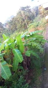 Image of 6675 Sq.ft Residential Plot / Land for sale in Aldona, Goa for Rs. 34500000