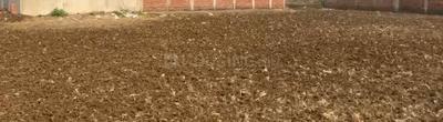 Beur Plot View 2
