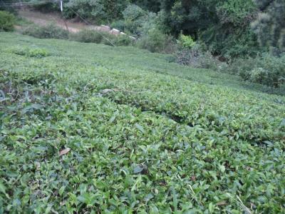 Image of 17440 Sq.ft Residential Plot / Land for sale in Coonoor, Nilgiris for Rs. 32000000