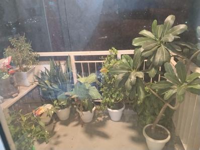 Balcony Image of 1535 Sq.ft 2.5 BHK Apartment / Flat for sale in M3M Woodshire, Sector 107 Gurgaon for Rs. 14200000