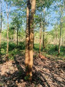 Residential Plot