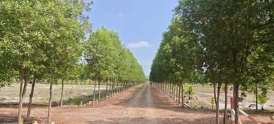 Image of 10000 Sq.ft 12 BHK Farm House for sale in Kachipuram Town, Kanchipuram for Rs. 3000000