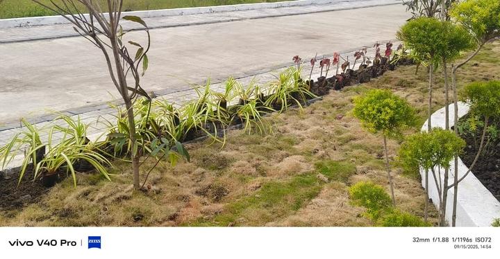 Manglia Main Image 1