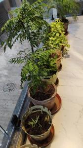 Image of 1800 Sq.ft 3.5 BHK Independent House for sale in Dindoli, Surat for Rs. 12500000