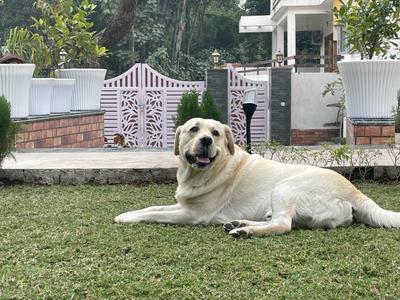 Image of 6500 Sq.ft 6 BHK Villa for sale in Malsi, Dehradun for Rs. 50000000