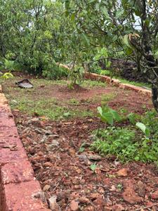 Image of 24976 Sq.ft Residential Plot / Land for sale in Niwali, Ratnagiri for Rs. 9000000