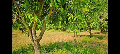 Image of 4840 Sq.ft Residential Plot / Land for sale in Balanagar, Mahabubnagar for Rs. 14000000