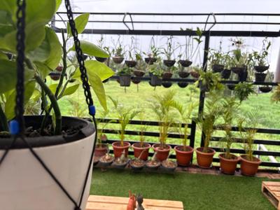 Balcony Image of Roses in Kakkanad, Kochi