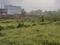 Chas Main Image 1