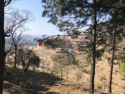 Image of 10800 Sq.ft Residential Plot / Land for sale in Pandeykhola, Almora for Rs. 1000000