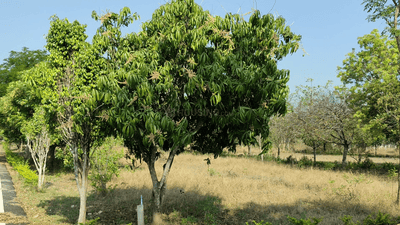 Thondamuthur Plot View 3