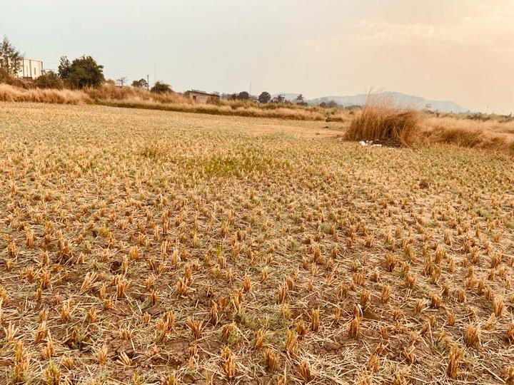 cityprop plot in punade Main Image 1