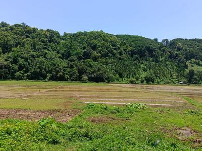Rewa N.C. Plot View 2