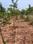 Charan sandel garden Plot View 2