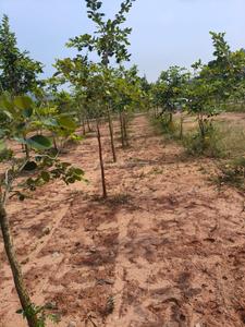 Charan Sandal Gardens Plot View 1