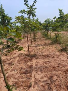 Image of 100 Sq.ft Residential Plot / Land for sale in Ravikamatham, Visakhapatnam for Rs. 350000