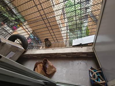 Balcony Image of 915 Sq.ft 2 BHK Apartment / Flat for sale in Cosmos Enclave, Kasarvadavali Thane for Rs. 9000000