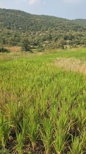 Image of 11000 Sq.ft Residential Plot / Land for sale in Bhor, Pune for Rs. 1910000