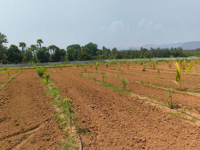 Image of 16200 Sq.ft 2 BHK Farm House for rent in Devarapalli, Visakhapatnam for Rs. 15000