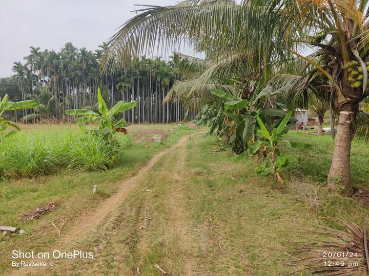 8000 Sqft Agricultural Land for Sale in Ammapet, Salem Property ID