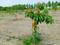 Nenmeli, Chengalpattu Plot View 2