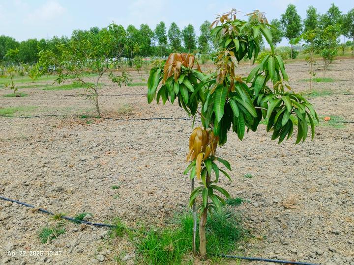 Madurantakam Main Image 1