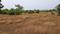 Palaspa Main Image 1