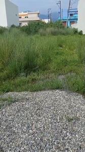 Image of 3025 Sq.ft Residential Plot / Land for sale in Miyawala, Dehradun for Rs. 12500000