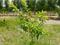 Nenmeli, Chengalpattu Plot View 2