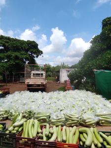Image of 5000 Sq.ft Residential Plot / Land for sale in Tatibandh, Raipur for Rs. 3375000