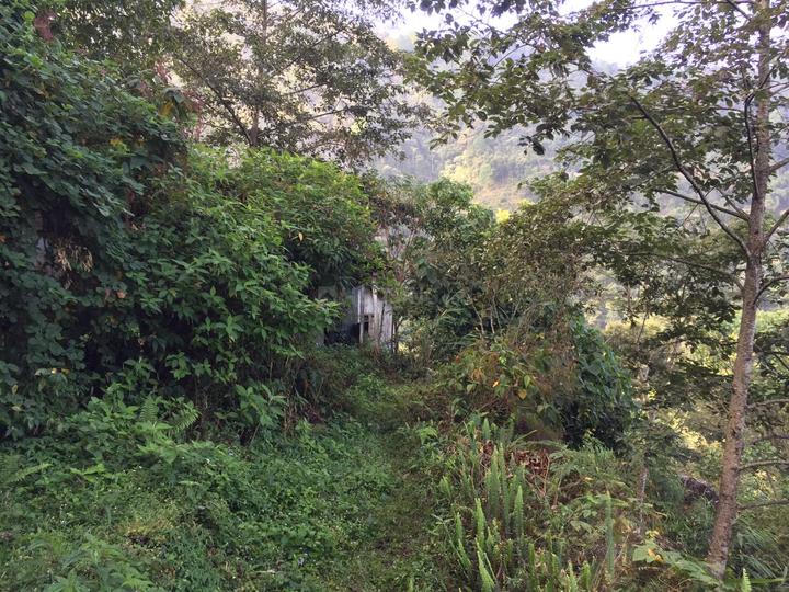 Residential 13080 Sqft Plot for sale at Kalimpong Khasmahal, kalimpong Property ID 13418470