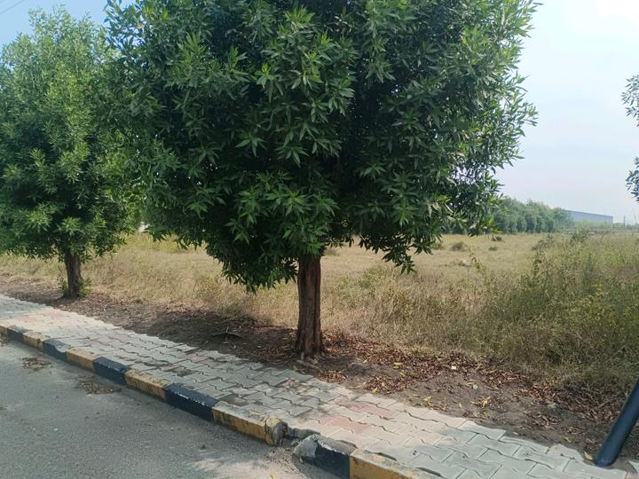 Devender Colony Plot View 1