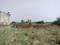 Sherpur  Plot View 1