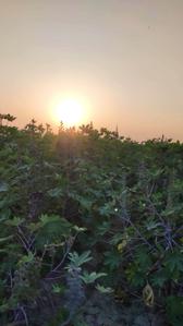 Image of 9100 Sq.ft Residential Plot / Land for sale in Viramgam, Ahmedabad for Rs. 6500000