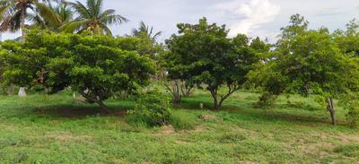 Image of 1200 Sq.ft Residential Plot / Land for sale in Samayapuram, Tiruchirappalli for Rs. 350000