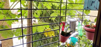 Balcony Image of 600 Sq.ft 1 BHK Apartment / Flat for sale in CIDCO Millennium Tower, Sanpada Navi Mumbai for Rs. 13500000