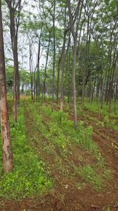 Image of 9000 Sq.ft Residential Plot / Land for sale in Kamsanpalle, Narayanpet for Rs. 7500000