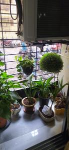 Balcony Image of 200 Sq.ft 1 RK Apartment / Flat for rent in Parel Mumbai for Rs. 40000