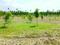 Nenmeli, Chengalpattu Plot View 2