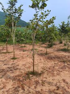 Charan sandel garden Plot View 3