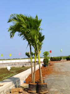 Residential Plot