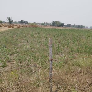 Image of 35000 Sq.ft Residential Plot / Land for sale in Ganja, Ayodhya for Rs. 45000000