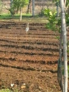 Image of 624 Sq.ft 1 BHK Farm House for sale in Palghar, Mumbai for Rs. 20000000